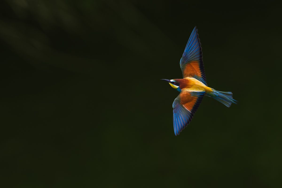 Galerie von diversen Vogelarten, fotografiert von Naturfotograf Nicolas Stettler.