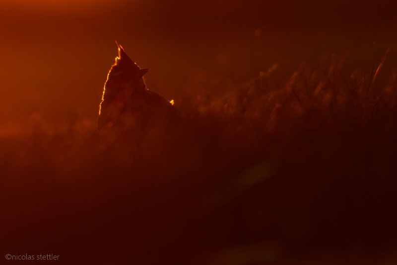 Haubenlerche im Gegenlicht fotografiert.