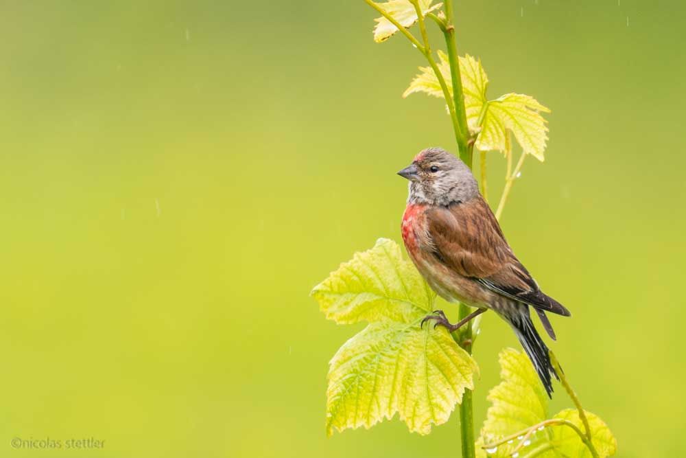 Common linnet in the vine yards of the Bielersee