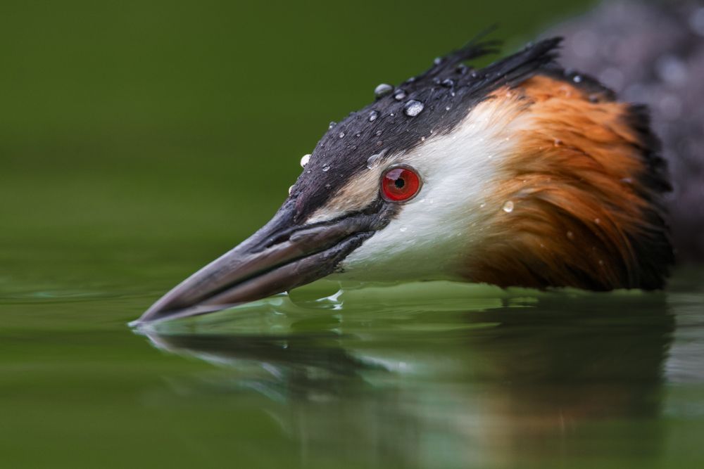 Identification, behaviour, distribution and more about the great crested grebe