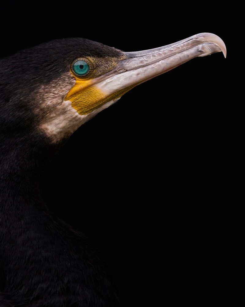Weitere Fotos des Vogels