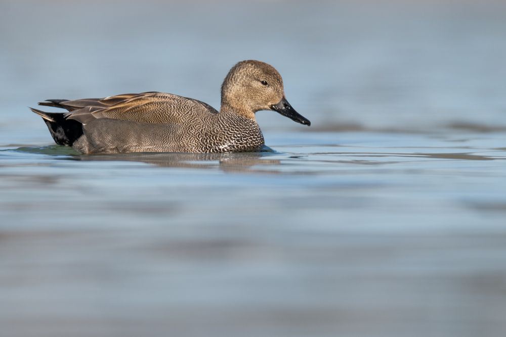 Weitere Fotos des Vogels
