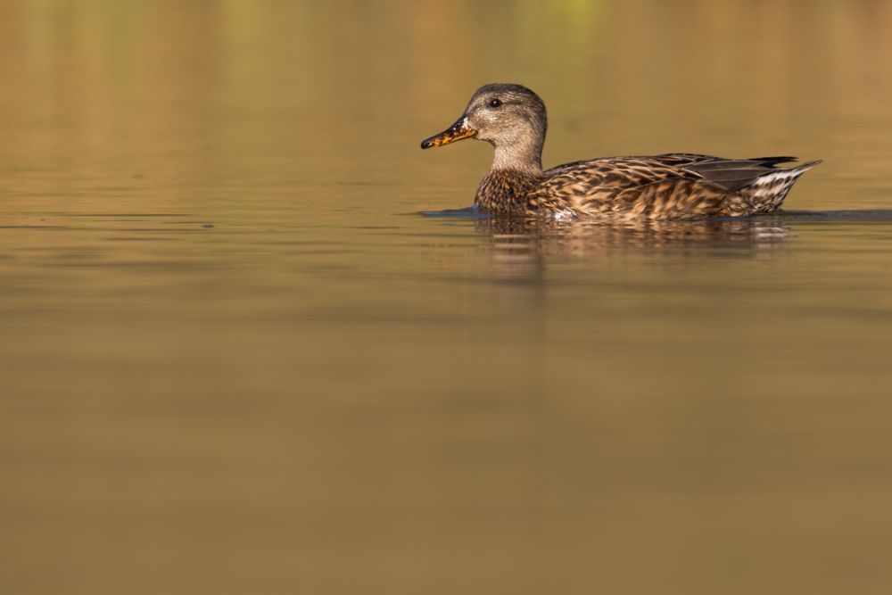 Weitere Fotos des Vogels