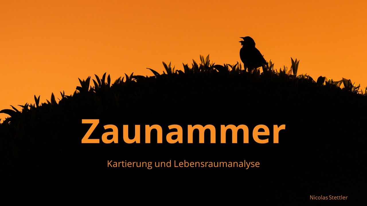 Vortrag: Zaunammer von Nicolas Stettler