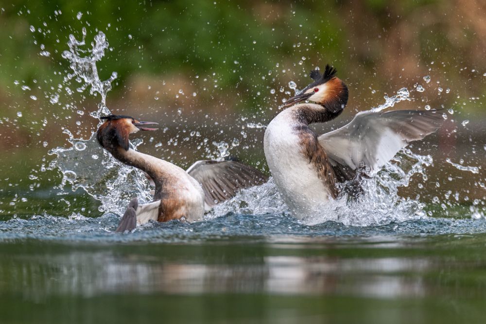 Great crested grebes show very interesting courtship rituals and fights. These two great crested grebes had their territory just next to each other and there were always fights between them.