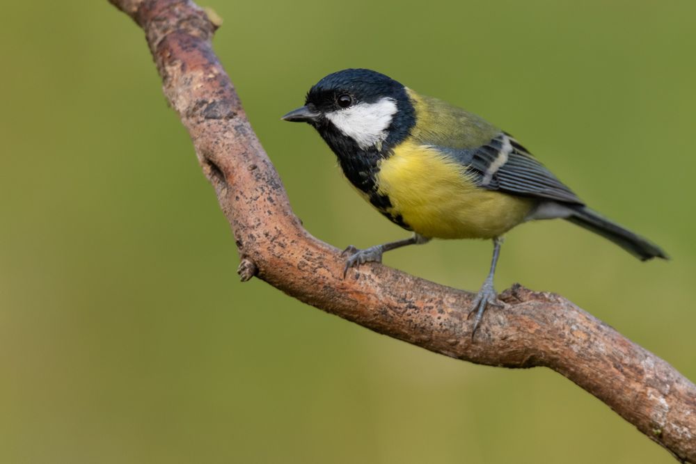 More images of this bird