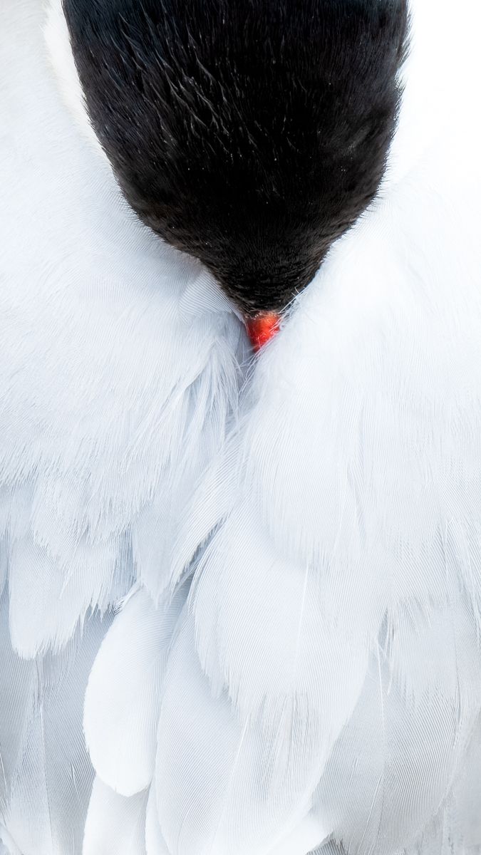 Galerie mit Vogelfotos von Seevögelb, fotografiert von Naturfotograf Nicolas Stettler..