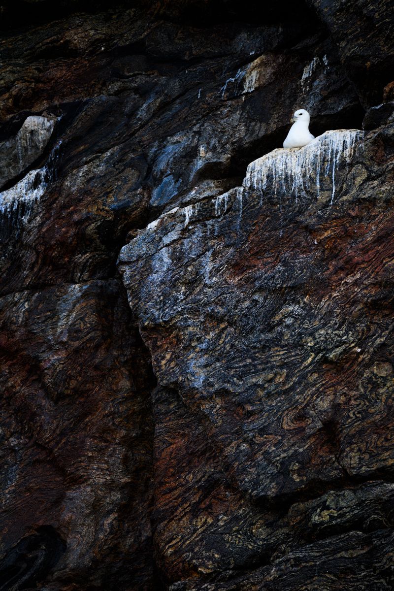 Galerie mit Vogelfotos von Seevögelb, fotografiert von Naturfotograf Nicolas Stettler..