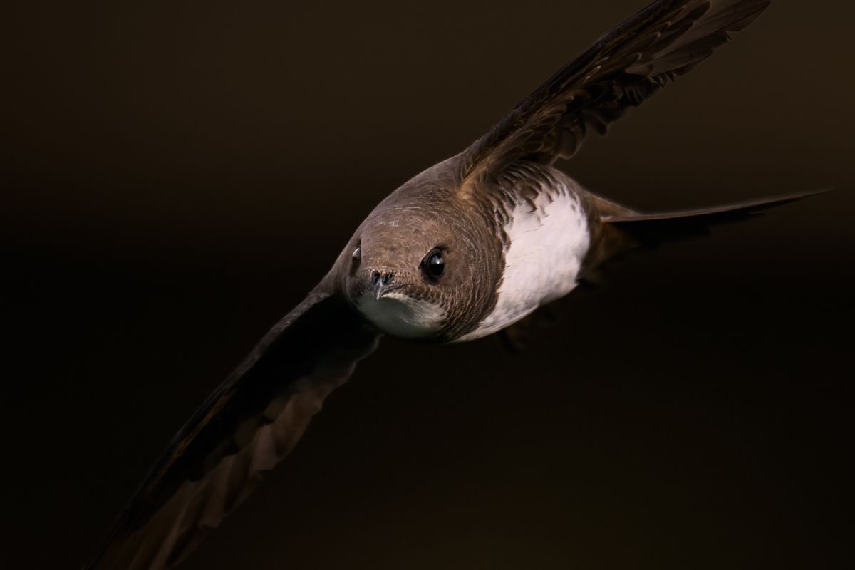 Gallery of swifts and swallows, photographed by nature photographer Nicolas Stettler.