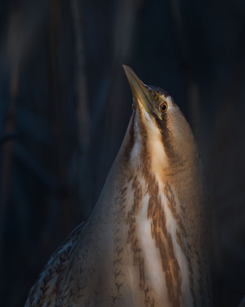 Vogelfotos Beispiele mit der Nikon Z9.
