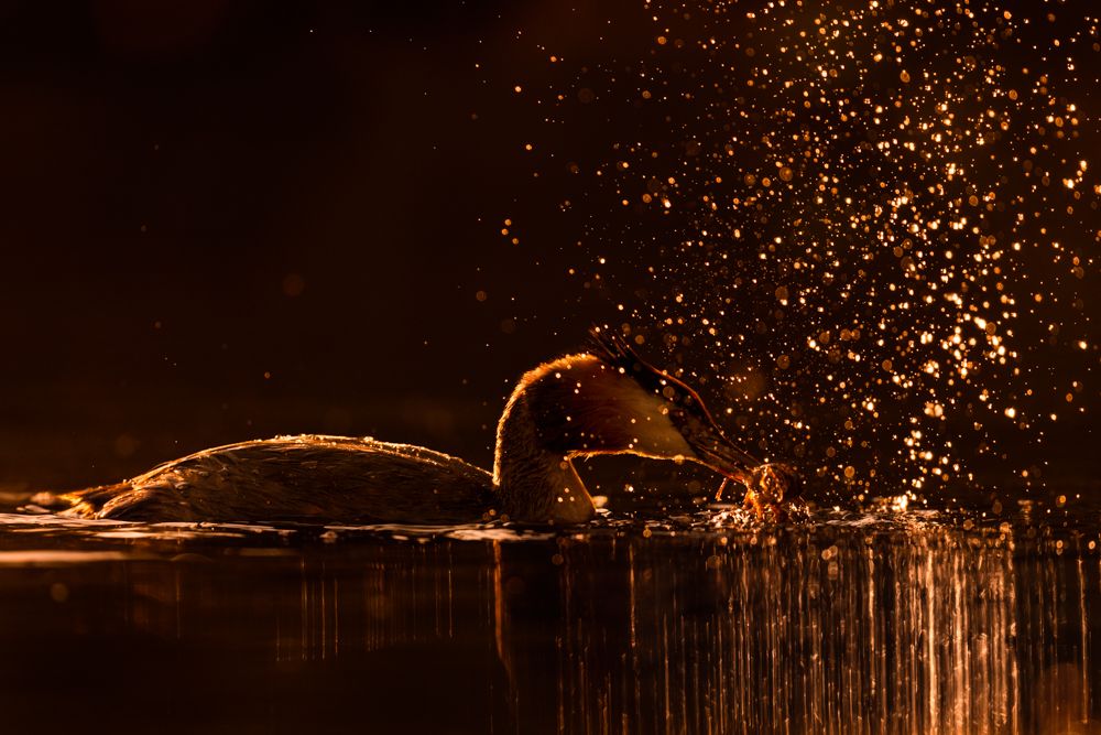 More images of this bird