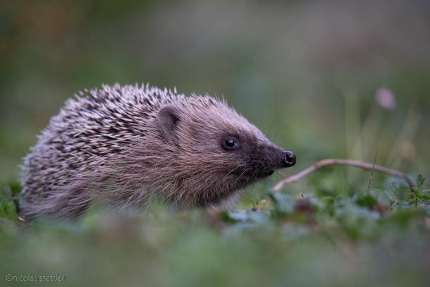 Unedited image of a hedgehog