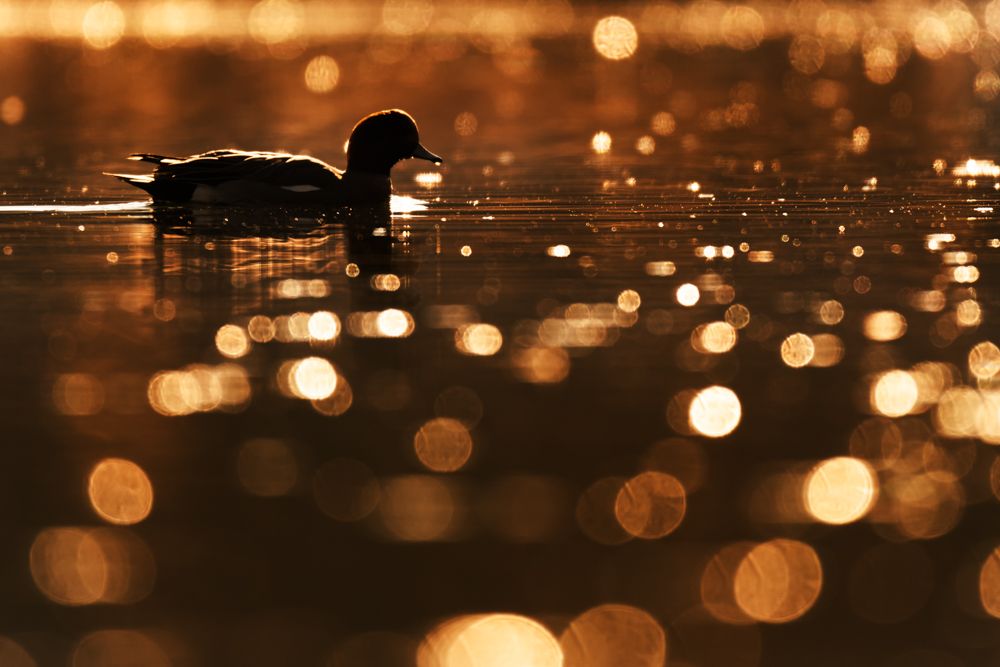 In Switzerland, wigeons can only be observed in winter. Even then, they only occur in certain areas.