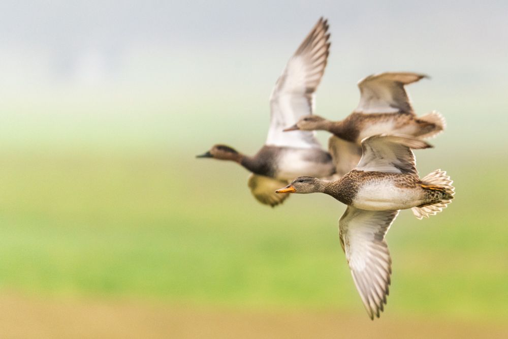 Weitere Fotos des Vogels
