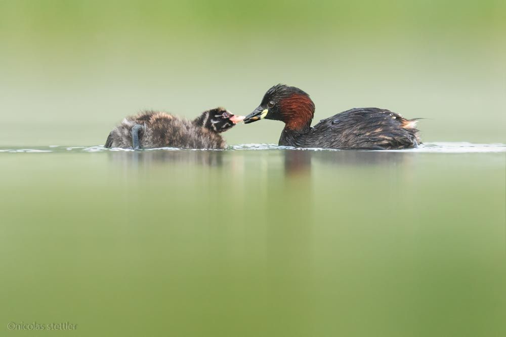 A little grebe feeds one of its chicks.