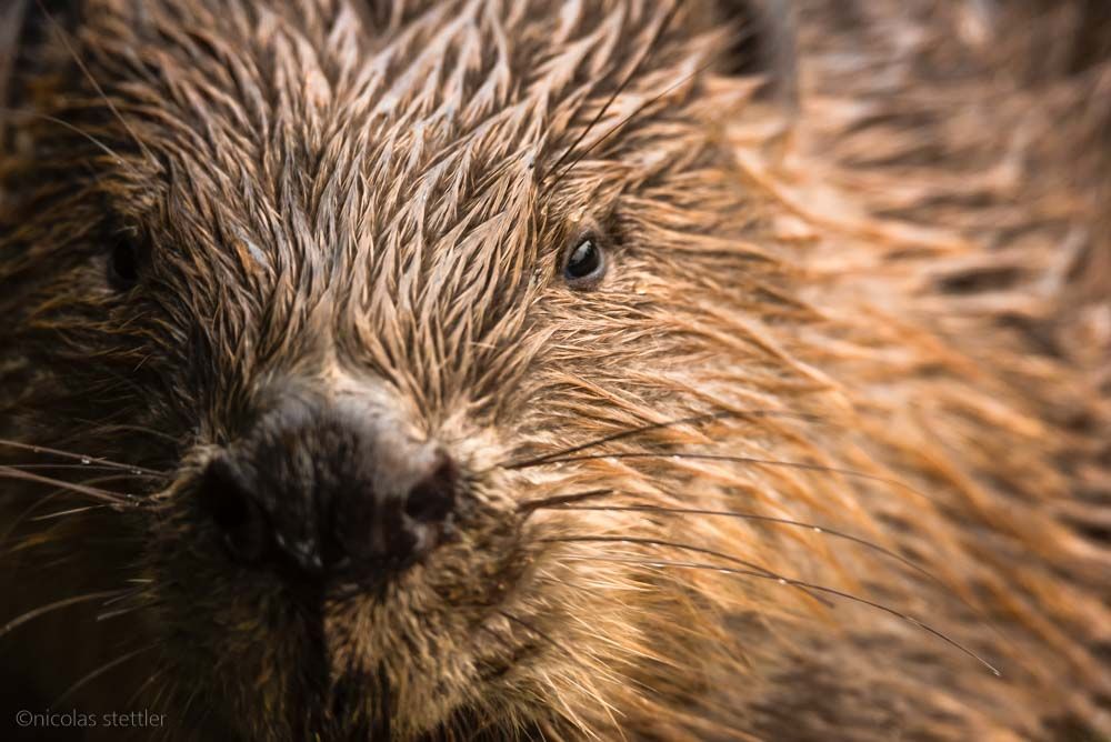 A beaver portrait.