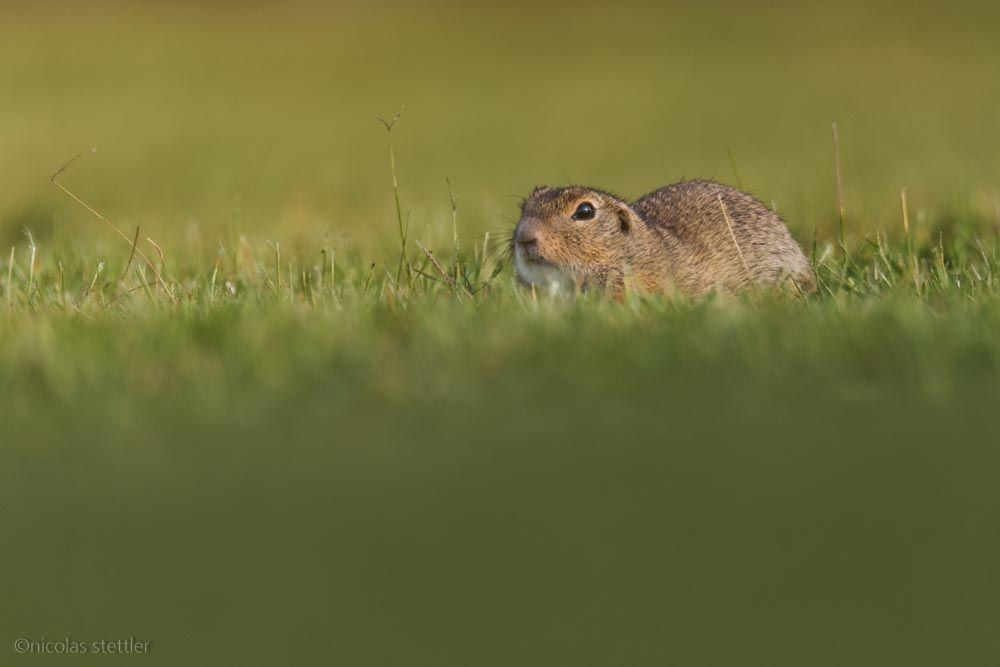 An european ground squirrel at the Zicksee.