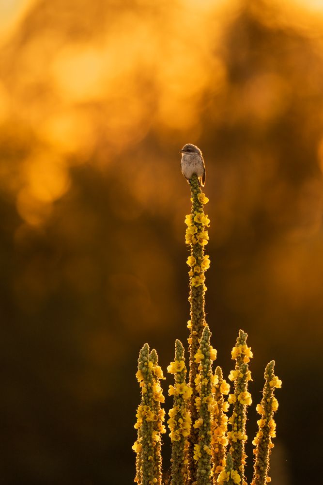 Weitere Fotos des Vogels