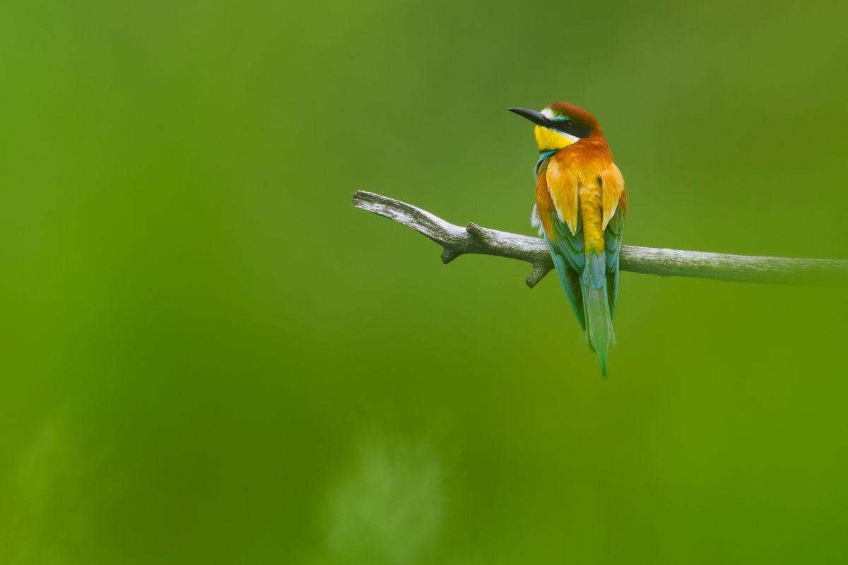 Galerie von diversen Vogelarten, fotografiert von Naturfotograf Nicolas Stettler.