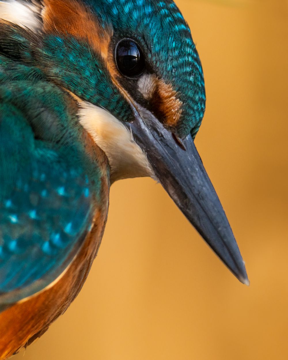 Ein Porträt eines Eisvogels