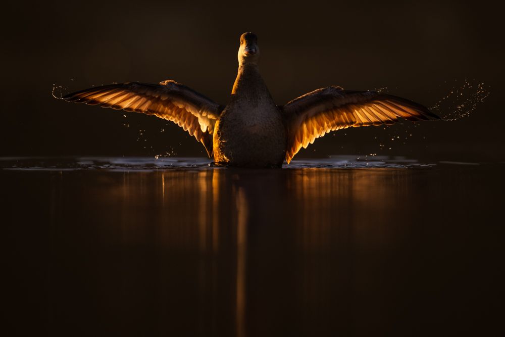 Vogelfotos Beispiele mit der Nikon Z9.
