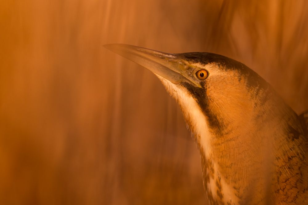 Vogelfotos Beispiele mit der Nikon Z9.