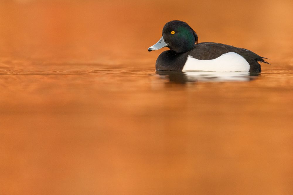 More images of this bird