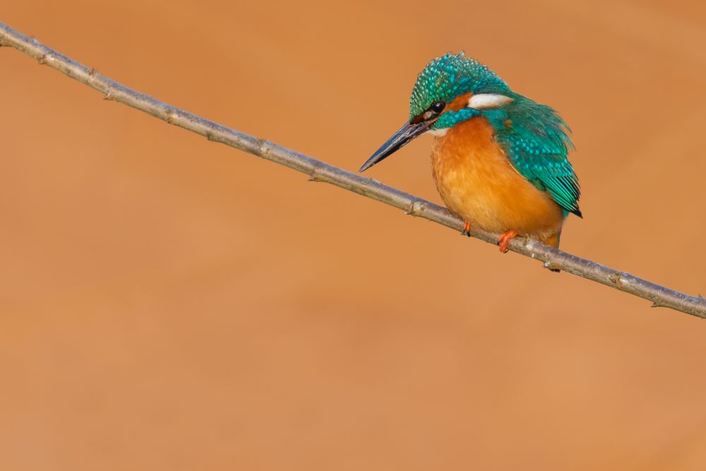 Weitere Fotos des Vogels