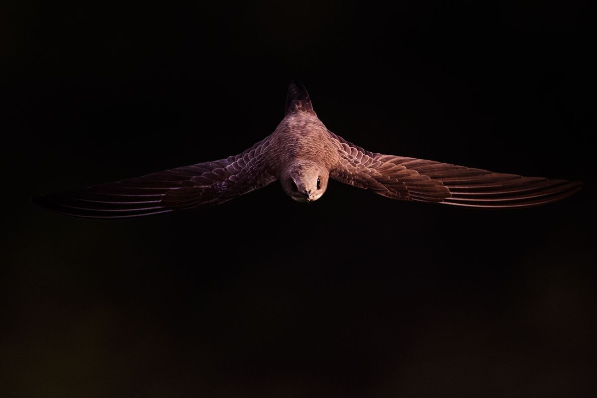 Galerie mit Vogelfotos von Seevögelb, fotografiert von Naturfotograf Nicolas Stettler..