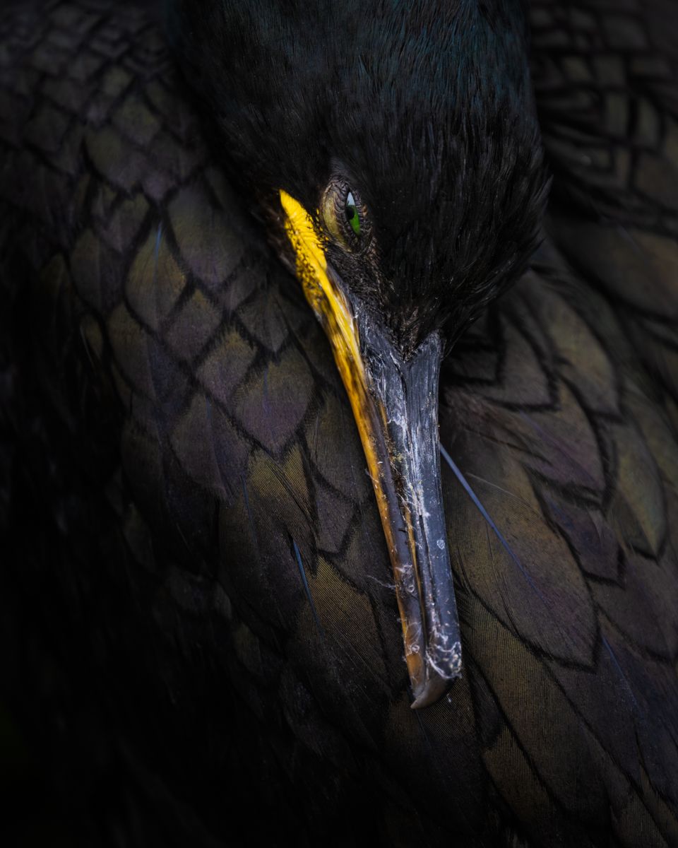 Galerie mit Vogelfotos von Seevögelb, fotografiert von Naturfotograf Nicolas Stettler..