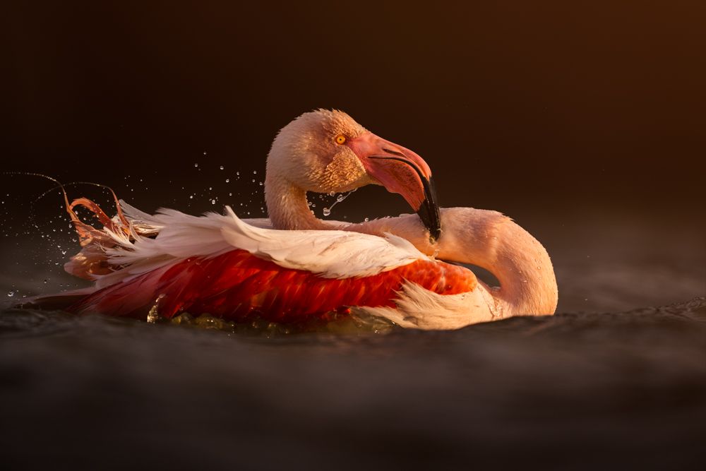 Beispielfotos von der Neusiedlersee Reise mit Birdingtours und Nikon.
