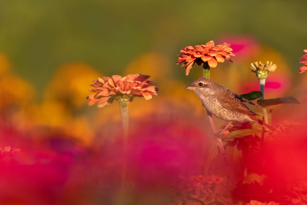 Weitere Fotos des Vogels