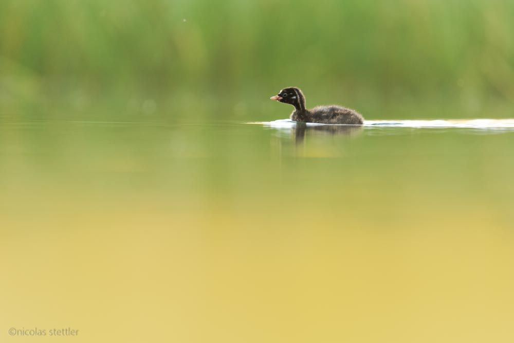 A young little grebe at Gravatscha Lake in the Engadin.
