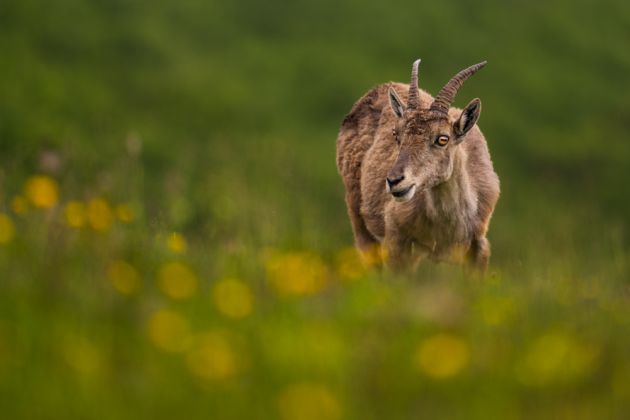 Beispielfotos von der Schweiz im Frühling Fotoreise mit Birdingtours und Nikon.