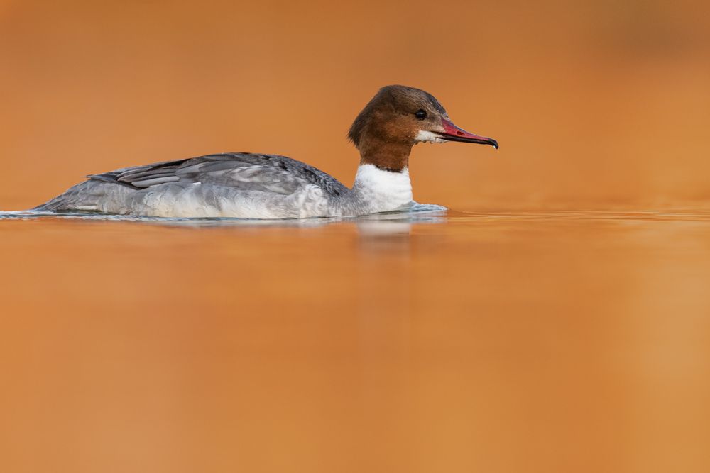 More images of this bird