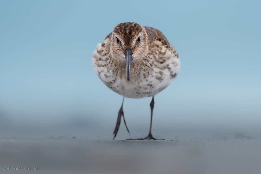 Ein Alpenstrandläufer auf der Nahrungssuche am Strand.