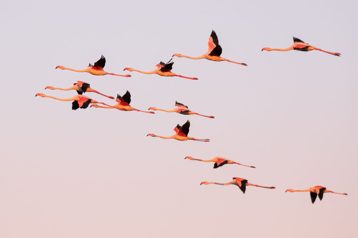 Galerie von diversen Vogelarten, fotografiert von Naturfotograf Nicolas Stettler.
