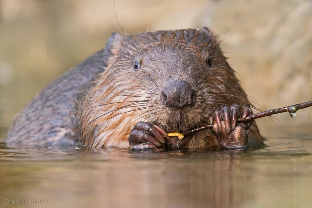 A beaver eating a branch.
