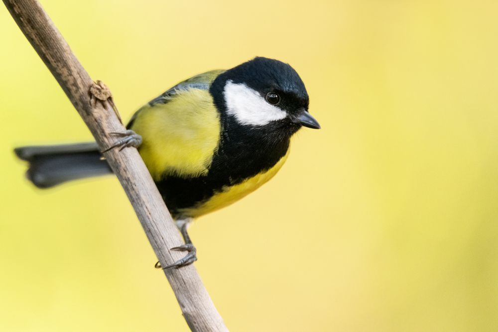 The great tit male can be identified by its thicker chest band.