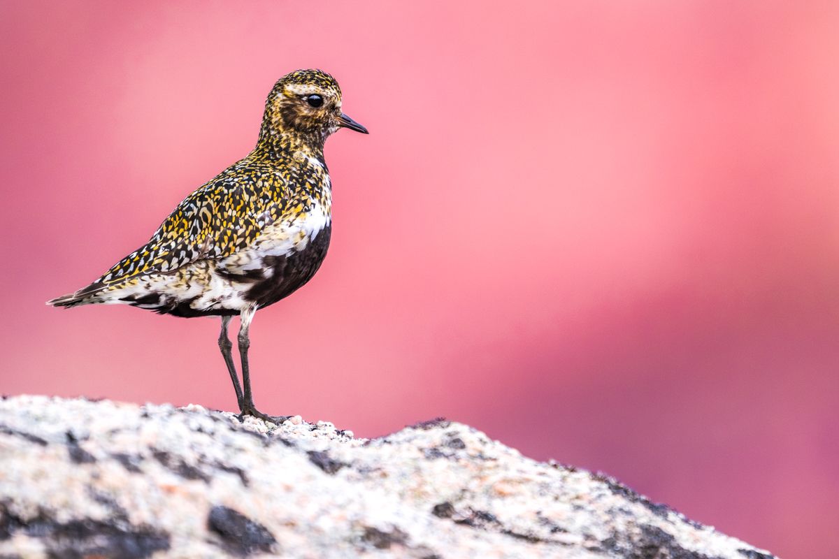 Shorebirds photographed by wildlife photographer Nicolas Stettler.