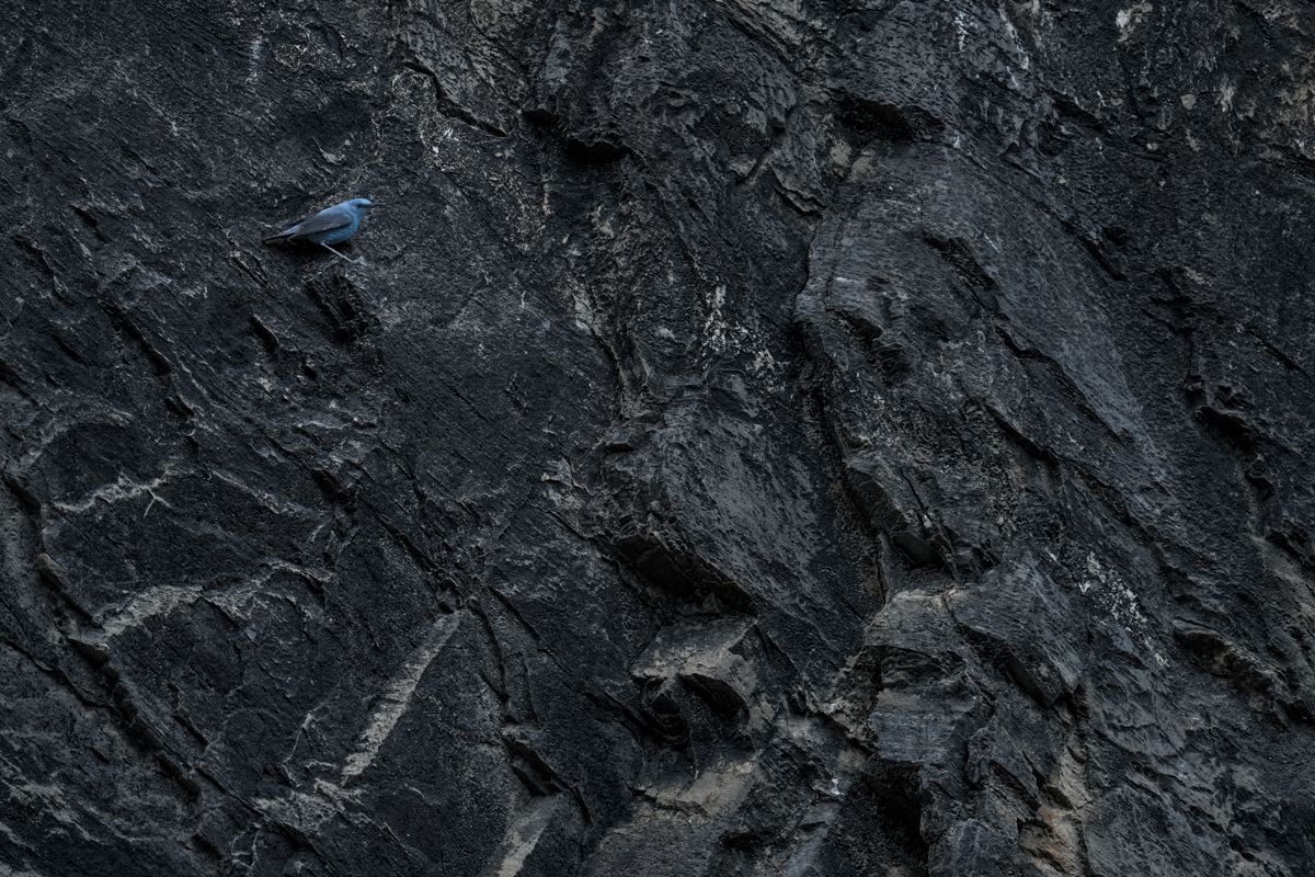Gallery of songbirds, photographed by nature photographer Nicolas Stettler.