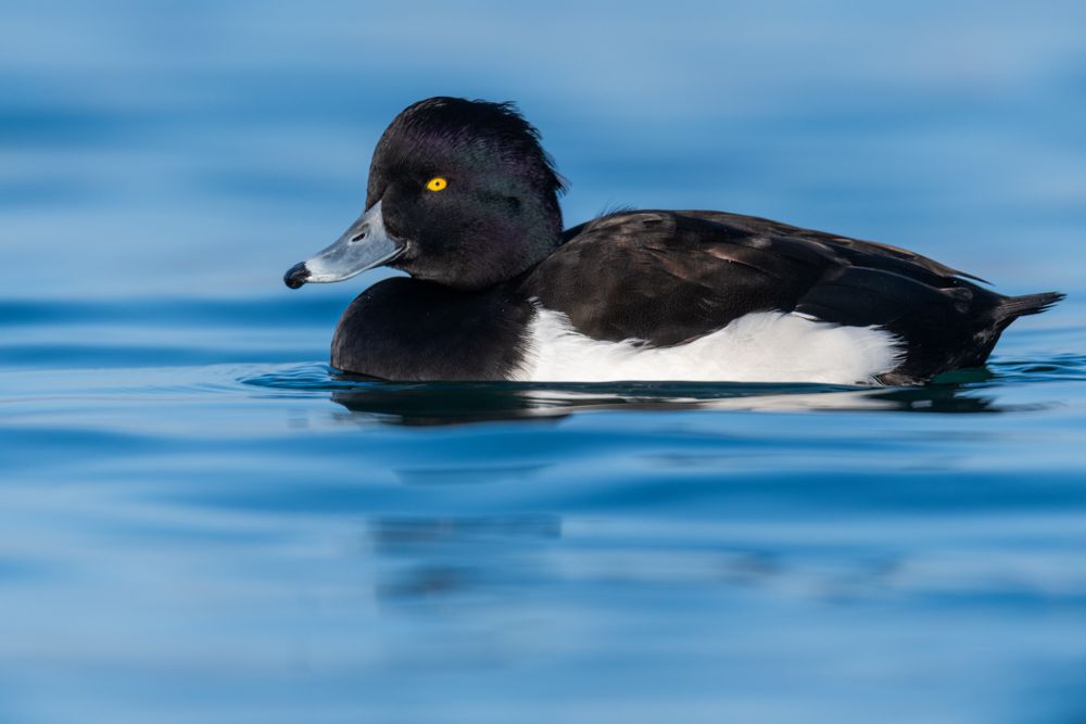 More images of this bird
