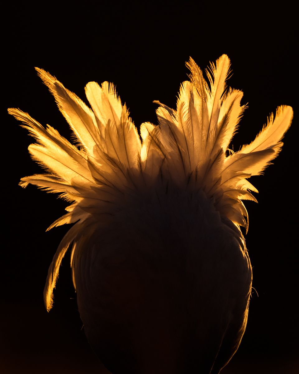Galerie von diversen Vogelarten, fotografiert von Naturfotograf Nicolas Stettler.