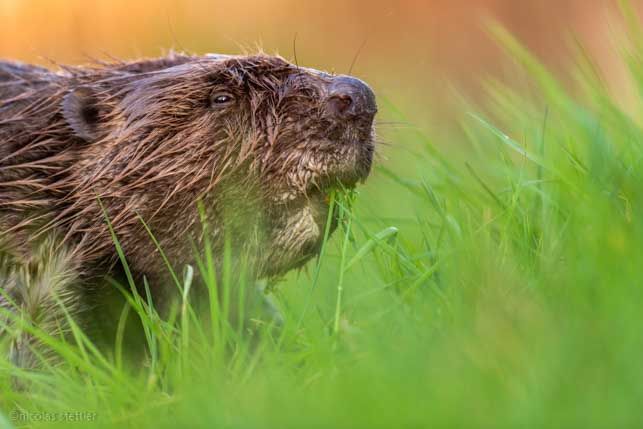 Ein Biber (Castor fiber) frisst Gras.