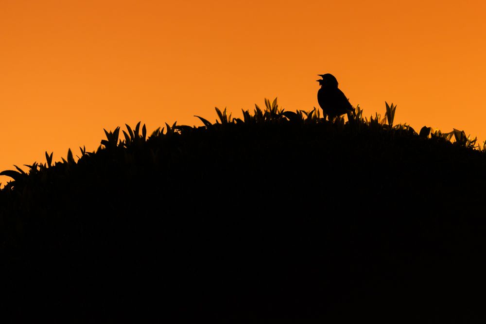 Weitere Fotos des Vogels