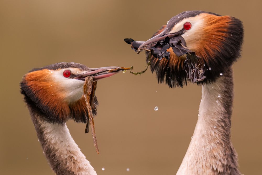More images of this bird