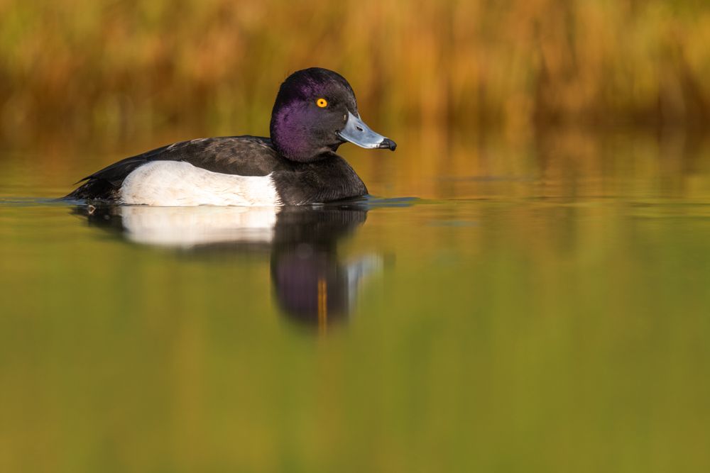 Identification, behaviour, distribution and more about the tufted duck