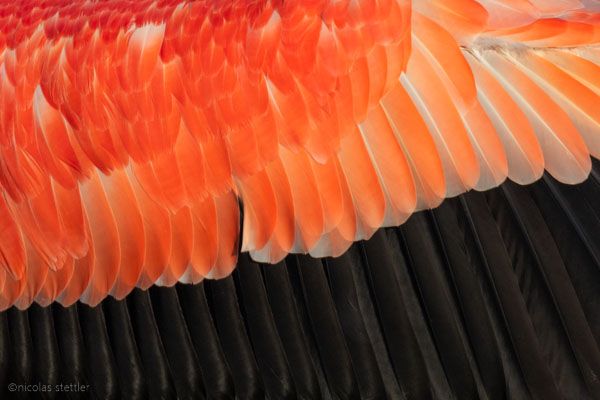 Wingprofile of a greater flamingo. Greater flamingo showing off its beautiful feathers.