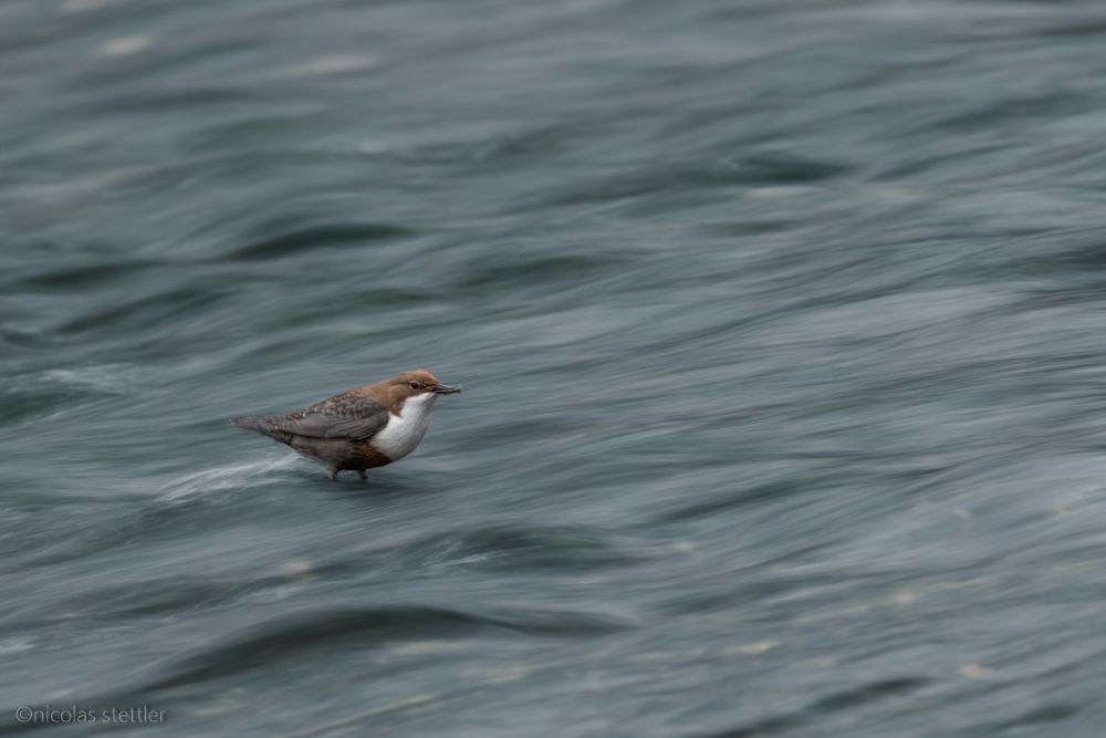 Eine Wasseramsel bei der Nahrungssuche