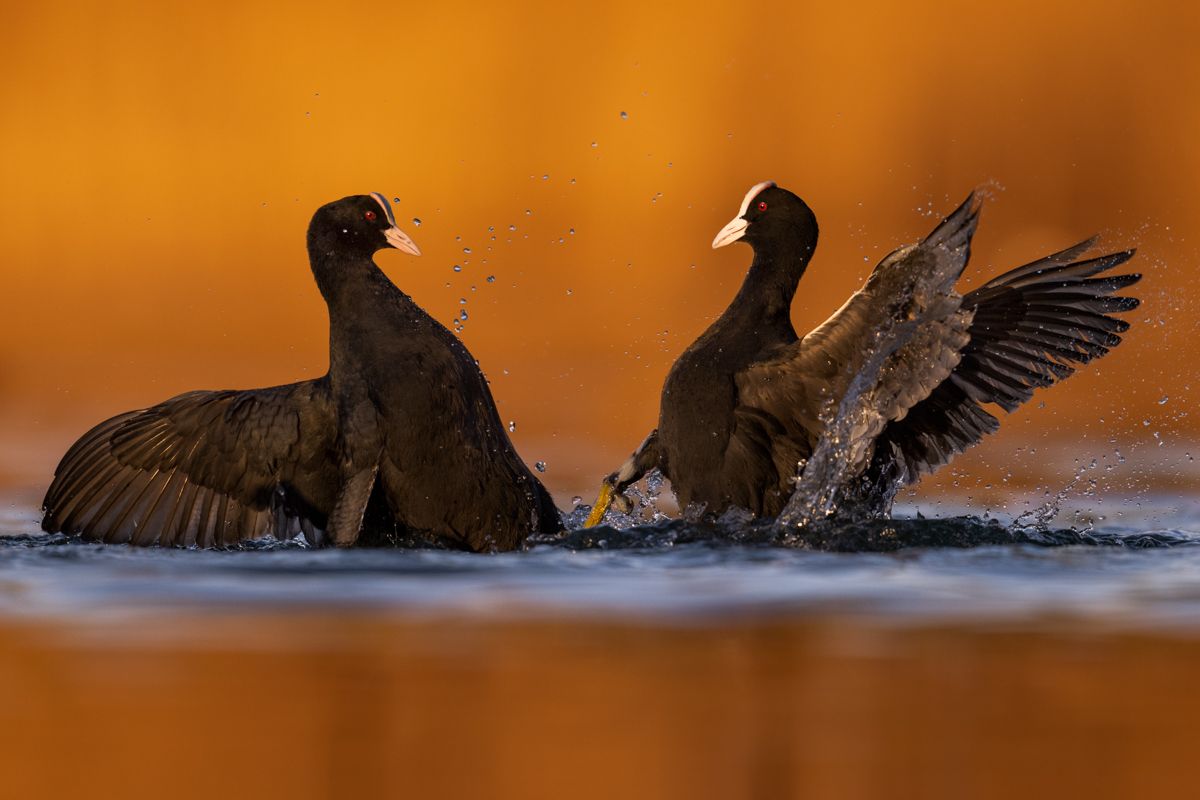 Gallery of water birds images of nature photographer Nicolas Stettler.